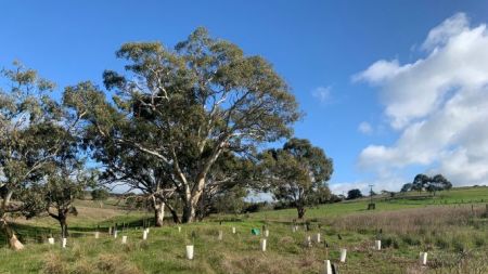 Red Gum