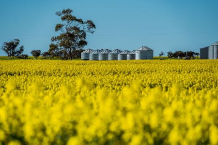Canola Field Finniss image