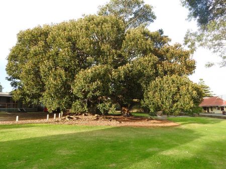 Moreton Bay Fig