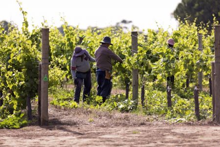 Langhorne Creek vineyard workers image