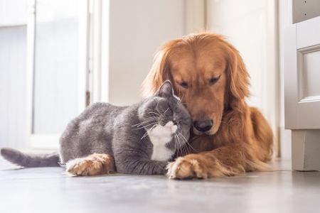 Dog and cat