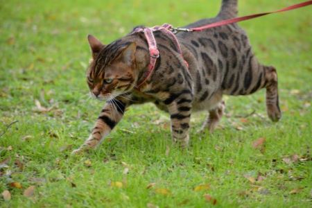 Max the Bengal Cat