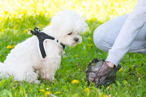 Clean up after your dog