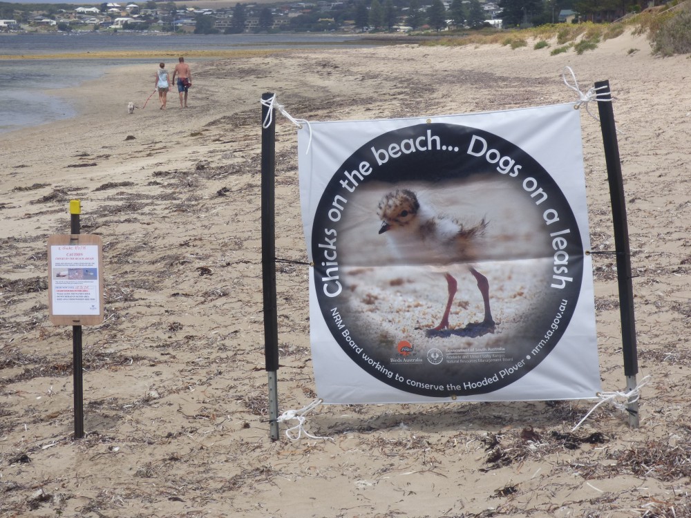 yilki chick banner