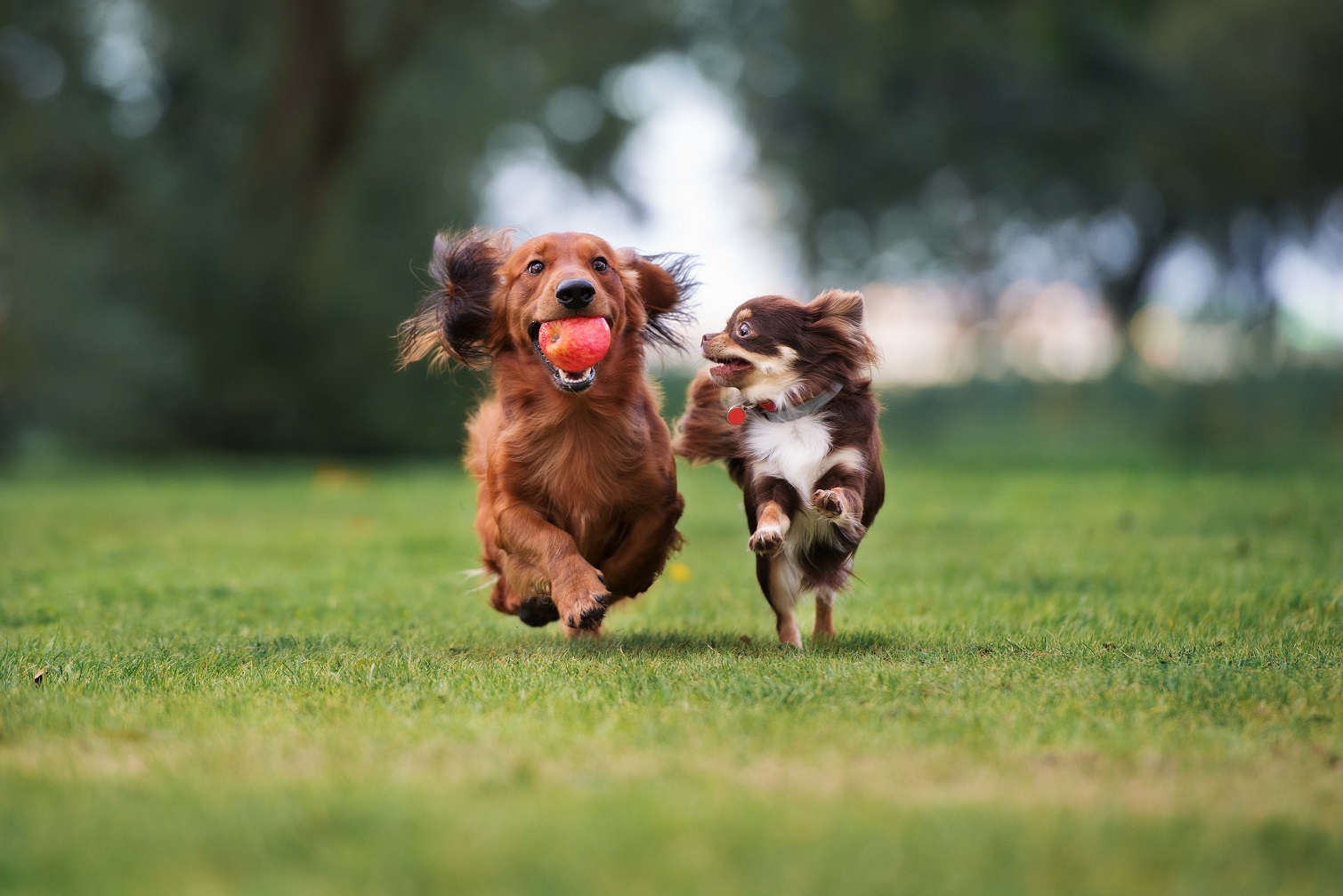 2 dogs running