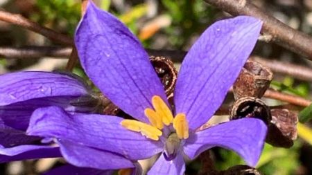 Purple Flower