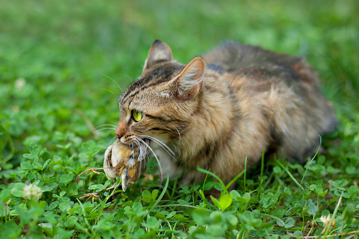 feral cats shutterstock