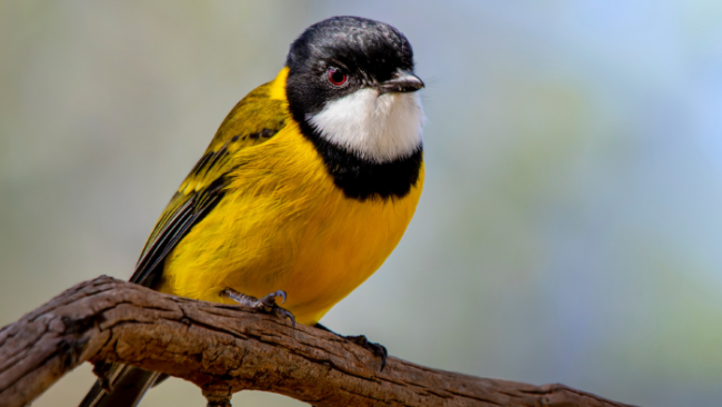 A small yellow, black and white bird sitting on a branch
