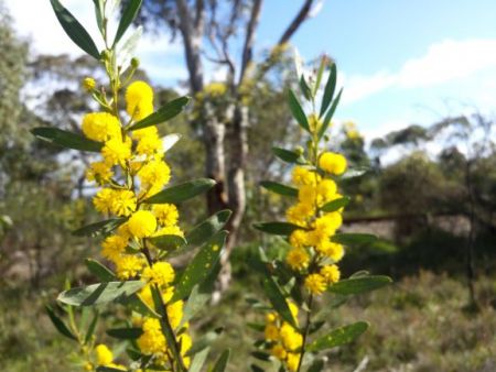 Native Vegetation