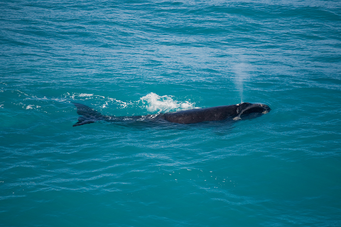 whale shutterstock