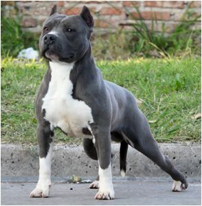 Prescribed breed