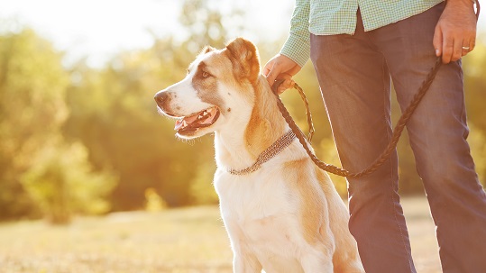 Shepherd on lead
