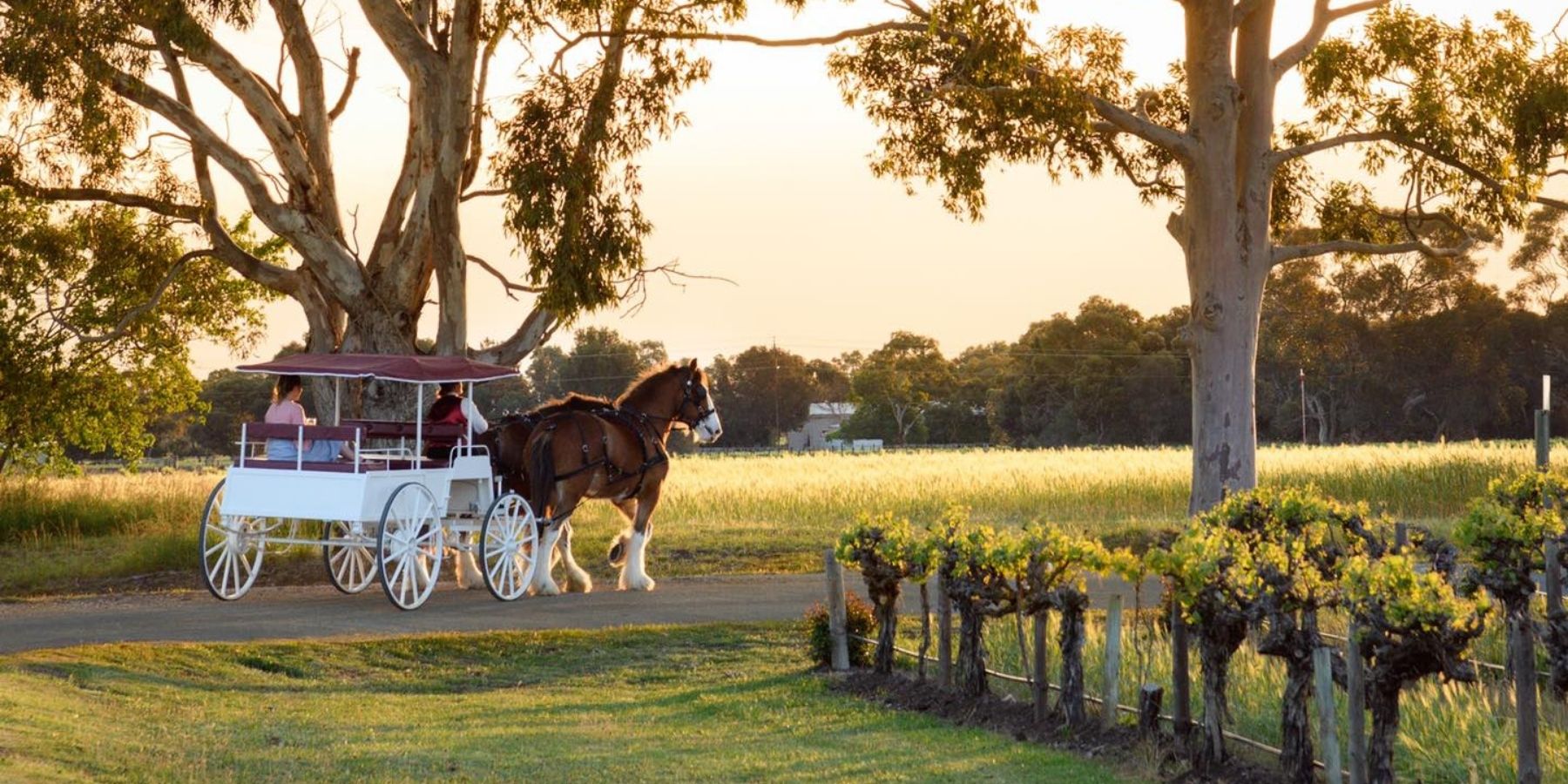 Image of agritourism in Alexandrina