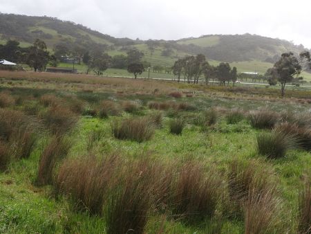 swamp
