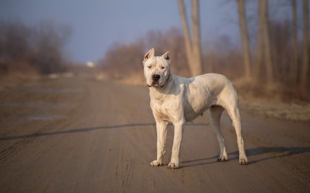 Prescribed breed