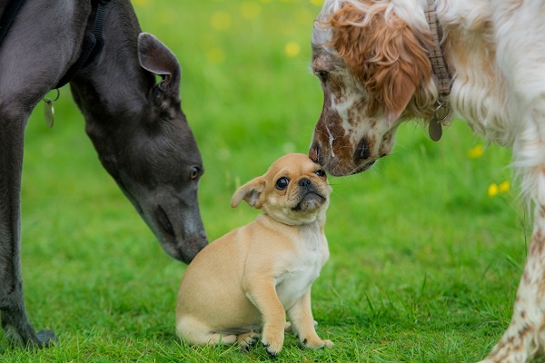 socialising animal meeting puppy