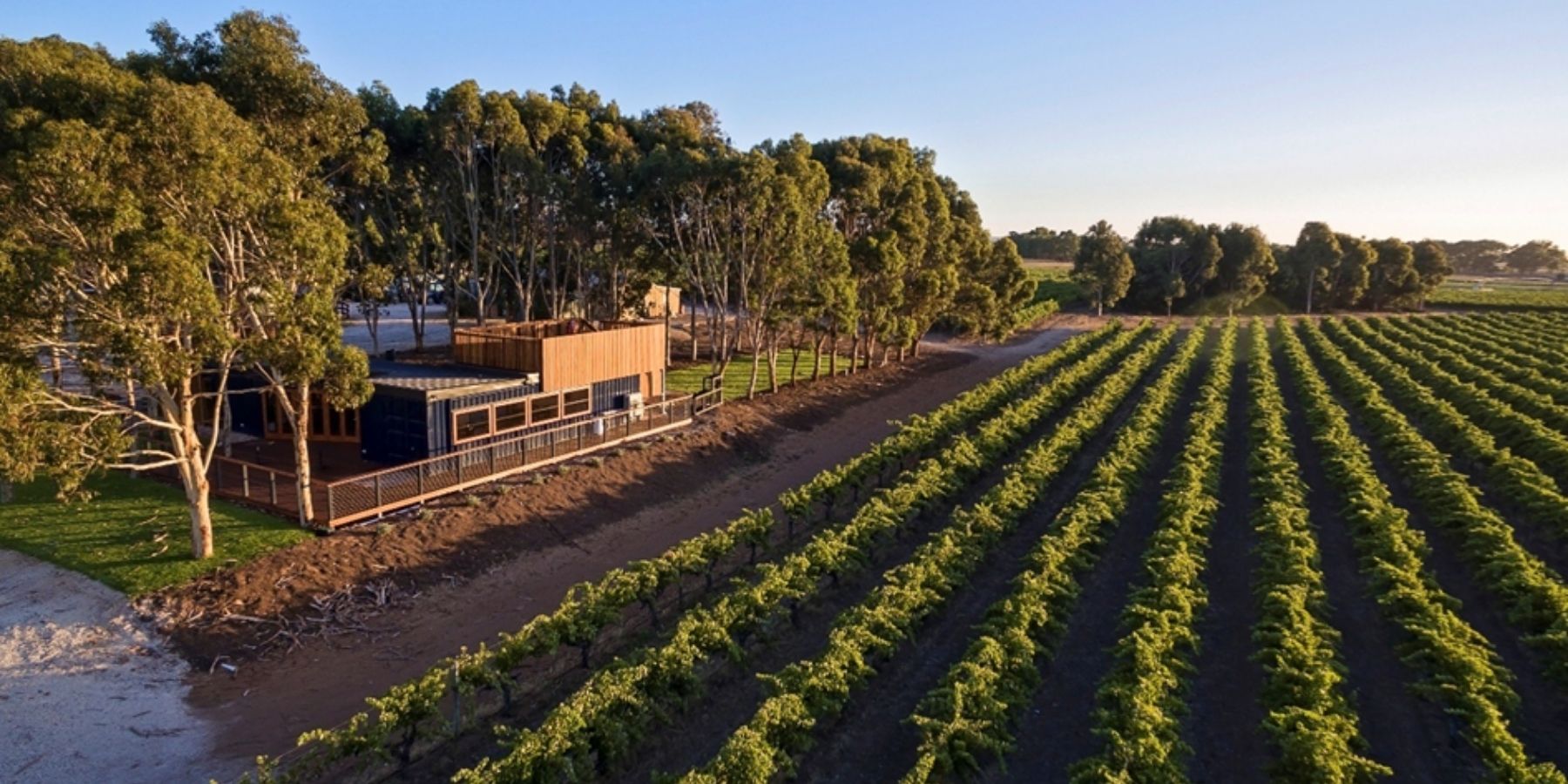 Image of Langhorne Creek vineyard