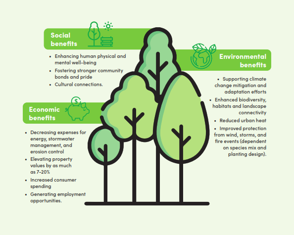Despite these benefits, we often encounter common beliefs and challenges, and are asked similar questions from our community relating to trees and their management.
